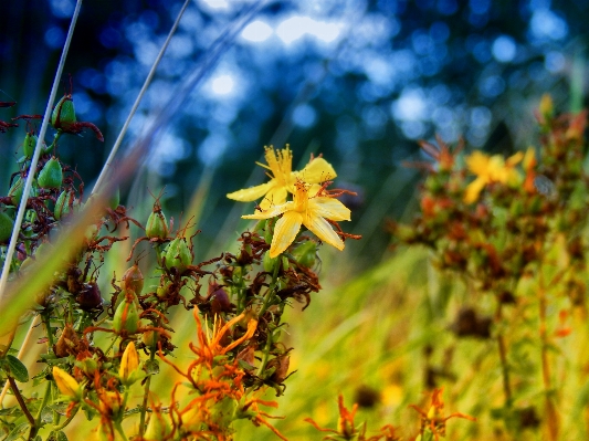 Foto Pohon alam hutan rumput