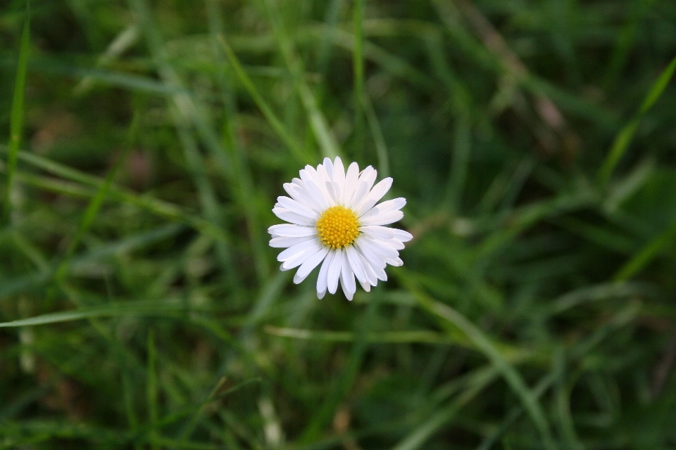 Nature grass blossom plant