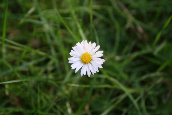 Nature grass blossom plant Photo