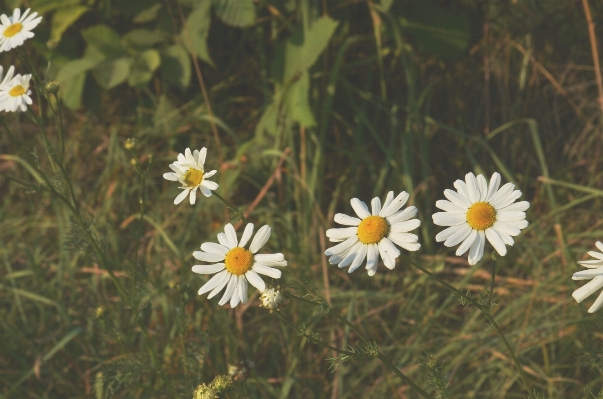 Nature grass blossom plant Photo