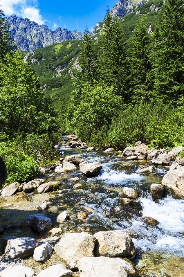 Landscape tree water forest Photo