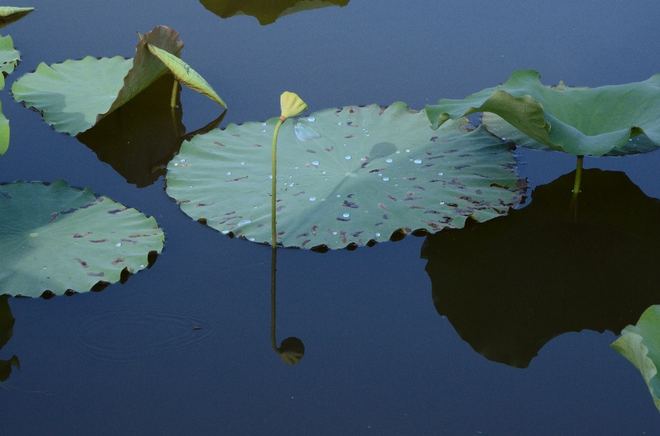 Eau nature feuille fleur