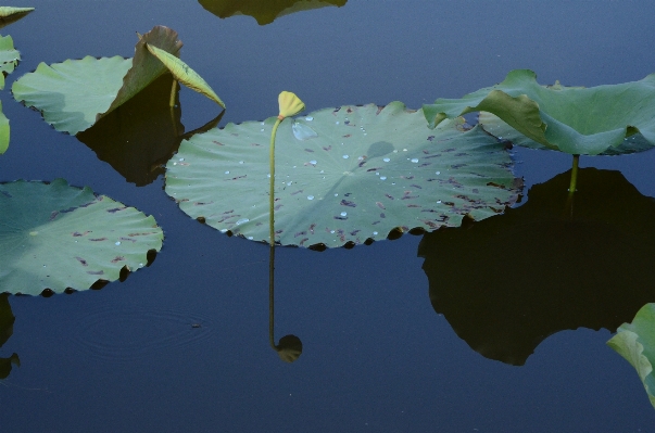 Foto Agua naturaleza hoja flor