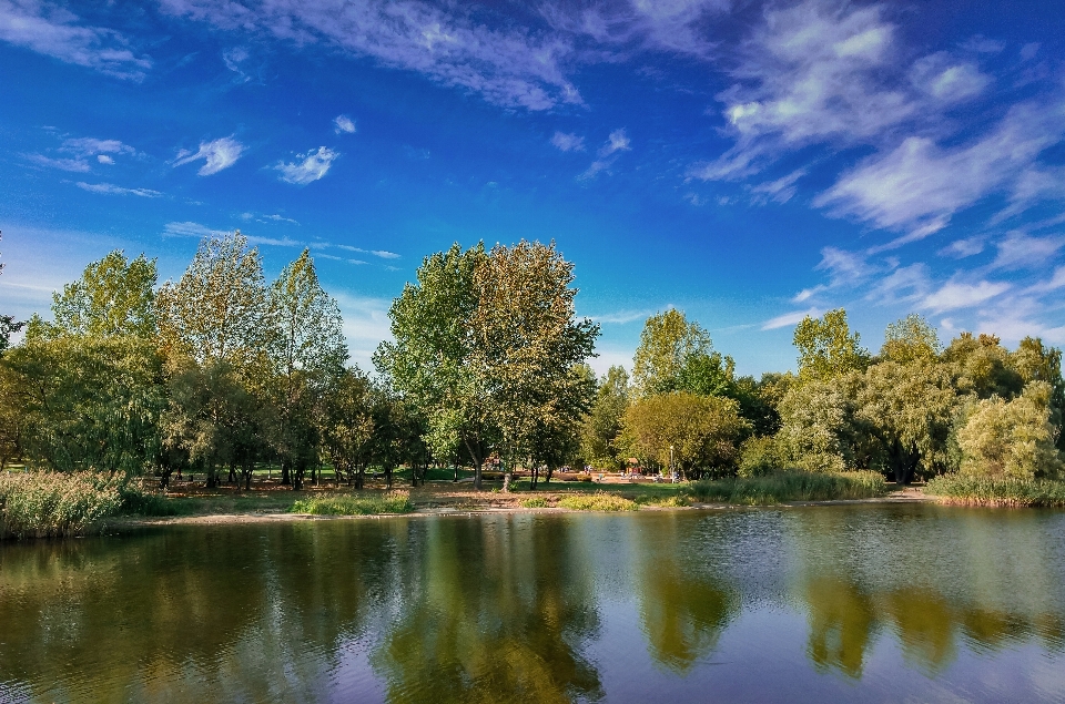 Landscape tree water nature