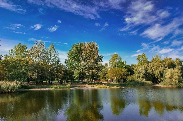 風景 木 水 自然 写真