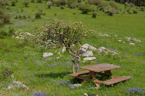 Foto Albero natura selvaggia
 pianta panca