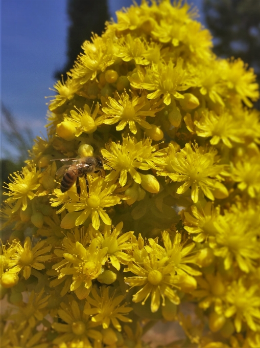 Nature extérieur fleurir usine