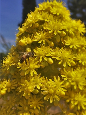 Foto Natura all'aperto fiore pianta