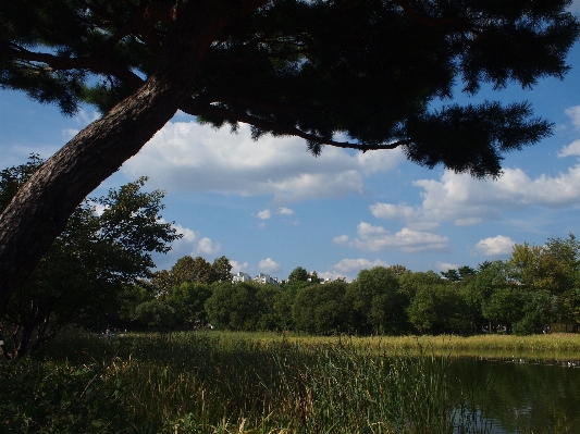 Landscape tree water nature Photo