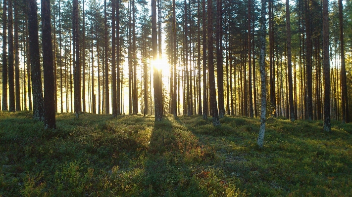 Tree forest wilderness branch Photo