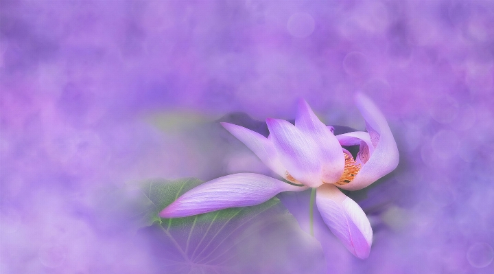 Water nature blossom bokeh Photo