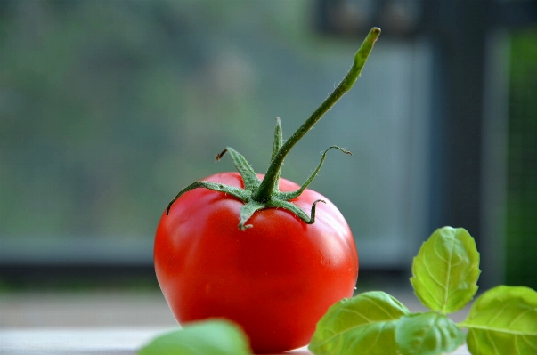 Natur anlage frucht blume Foto