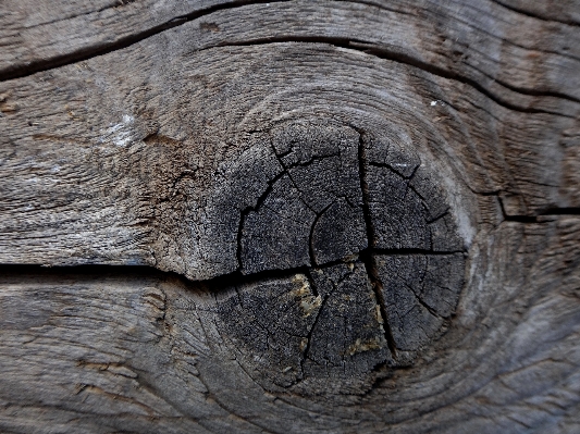 Tree nature rock branch Photo