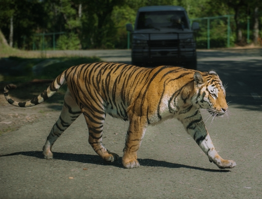 道 動物 野生動物 動物園 写真