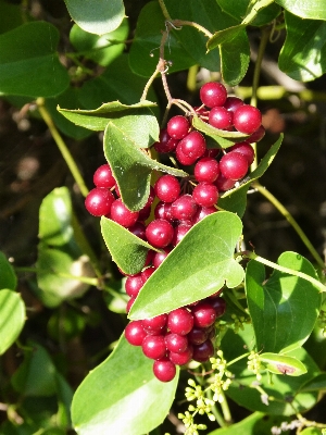 Forest plant fruit berry Photo