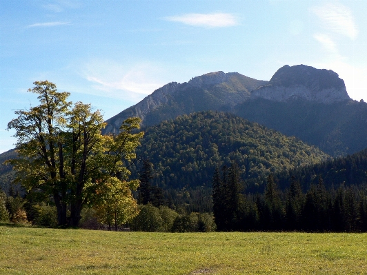 Landscape tree nature forest Photo