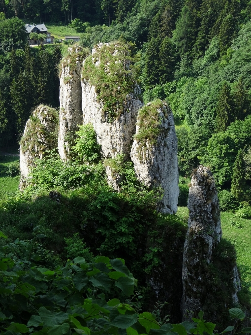 Manzara ağaç orman rock