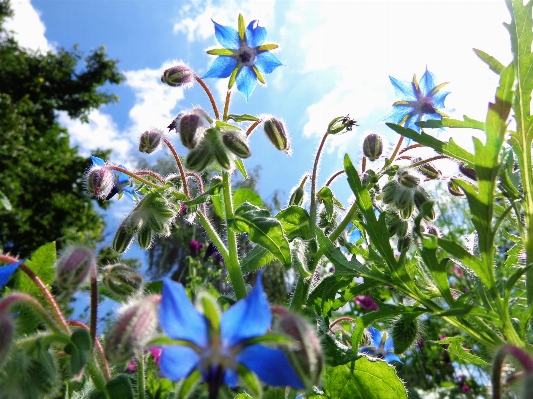 Foto Natureza plantar prado
 estrela