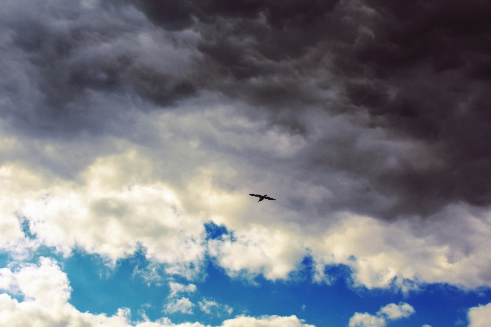 Nature bird cloud sky