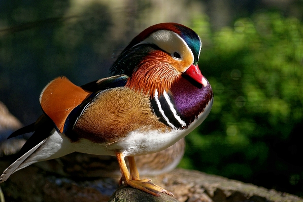 Photo Nature extérieur oiseau aile