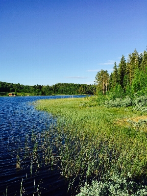 Landscape tree water nature Photo