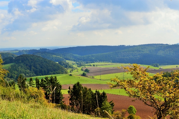 Landscape tree nature forest Photo