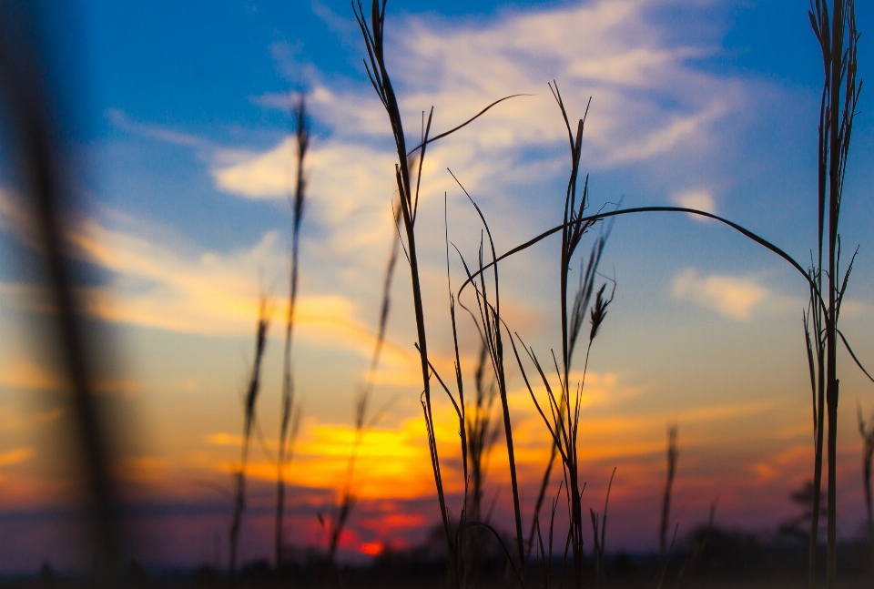 Landscape tree nature grass