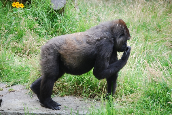 自然 動物 野生動物 野生 写真