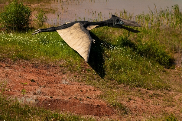 Foto Hutan membuka burung padang rumput
