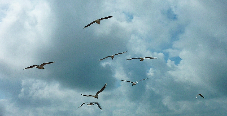 Spiaggia mare acqua uccello