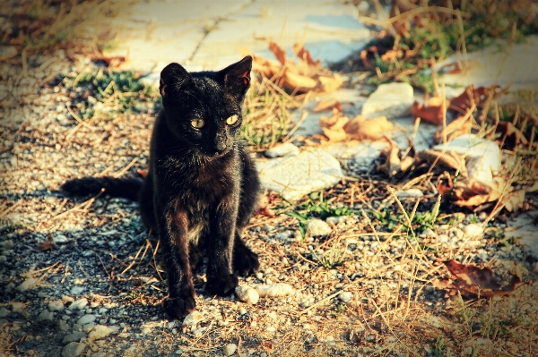 Meadow animal wildlife pet Photo