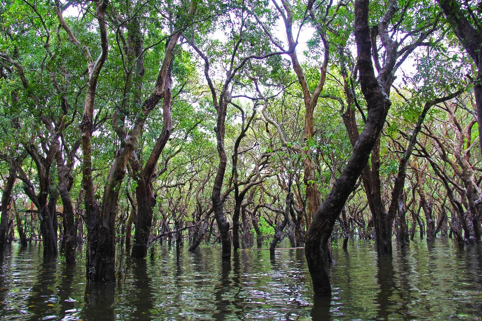 Tree water forest swamp