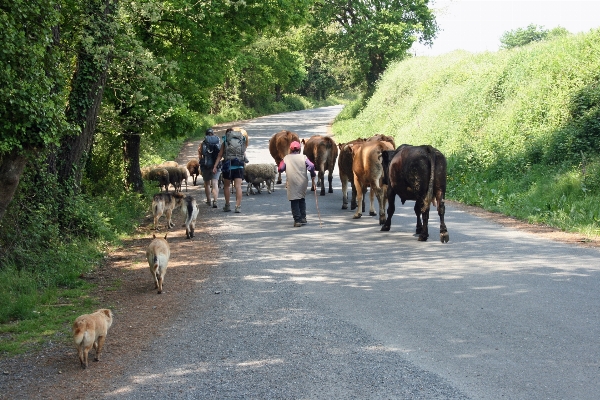 Adventure cows spain roar Photo