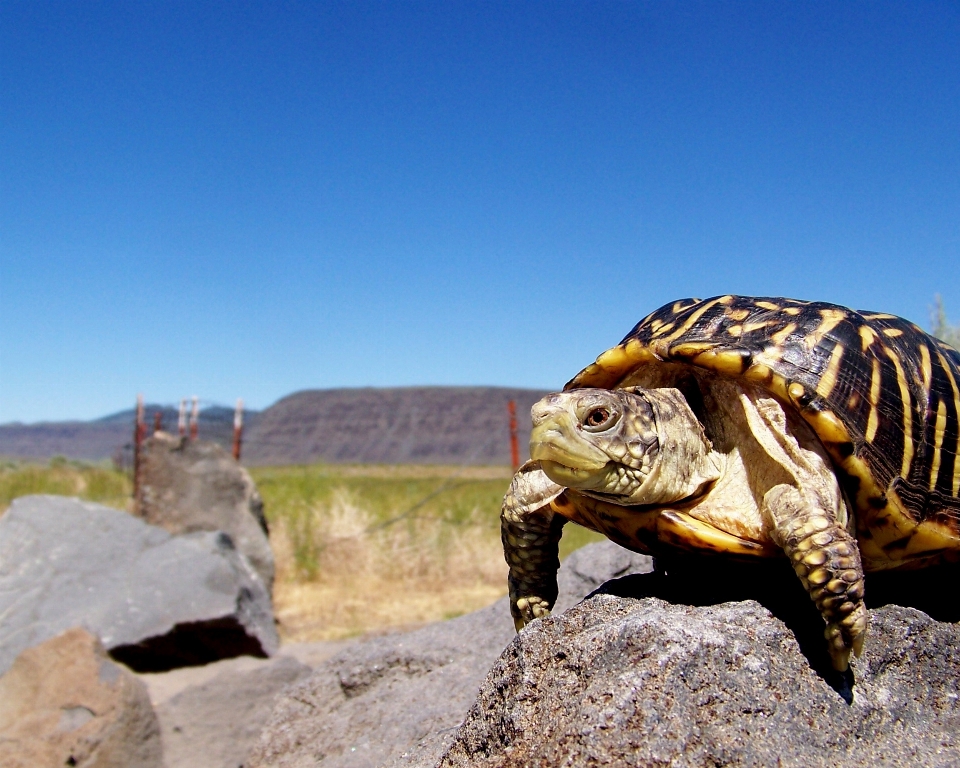 Rock mountain travel wildlife