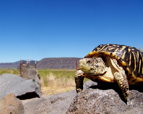 Rock 山 旅行 野生動物 写真