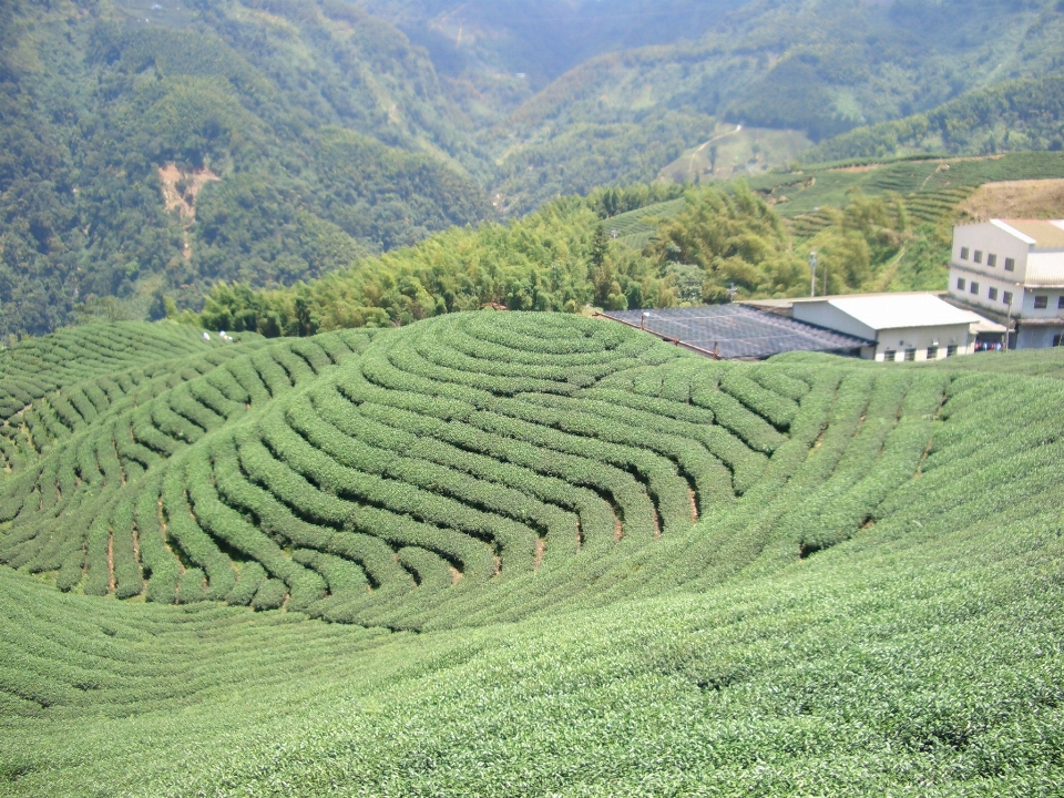 Paisaje campo colina cultivo