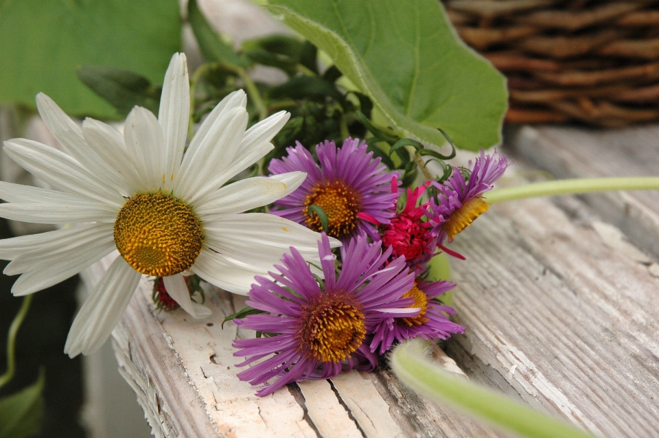 Nature fleurir usine blanc