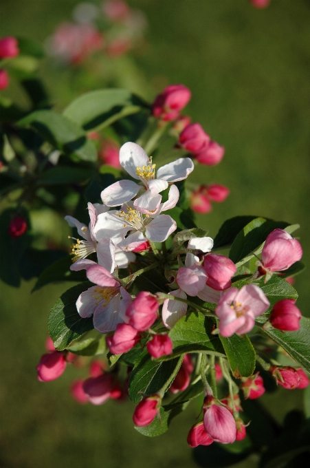 Apple pohon alam cabang