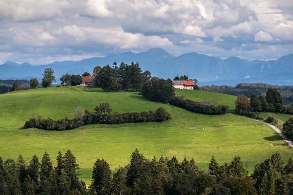 Landscape tree forest mountain Photo