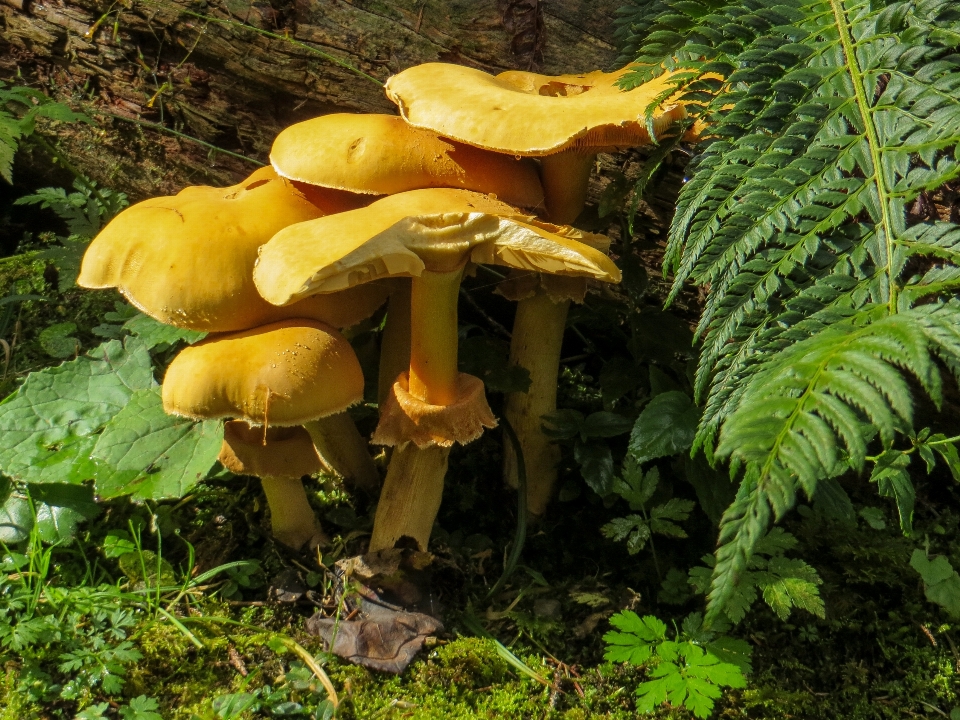 Forest flower moss food