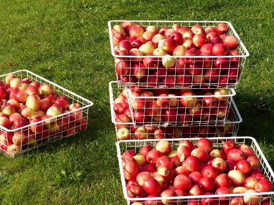 Foto Apple rumput tanaman buah