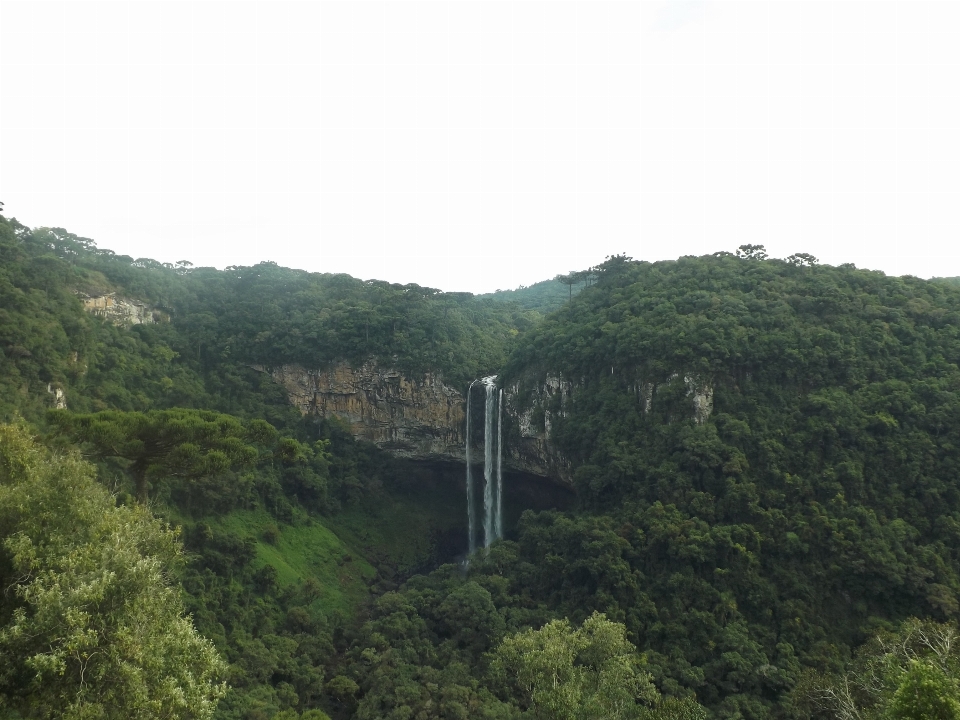 自然 森 滝 密林