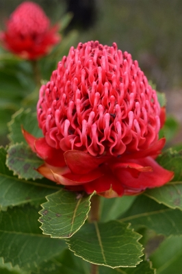 Nature plant flower petal Photo