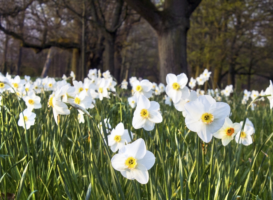 Nature blossom plant field