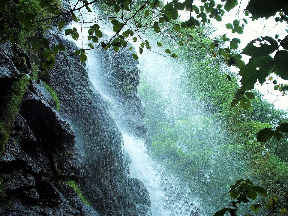 Paesaggio acqua natura foresta