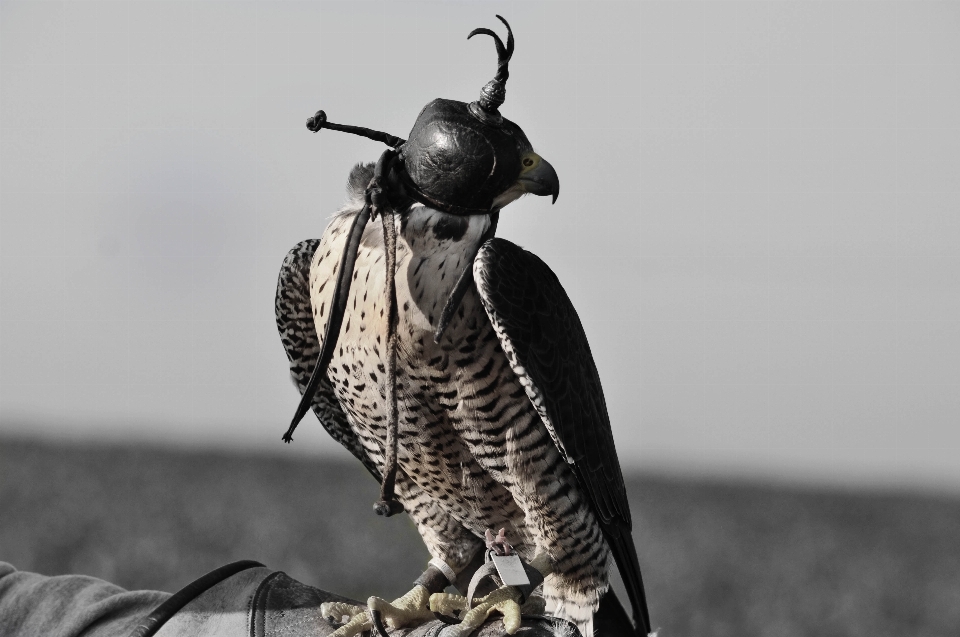 Nature bird wildlife beak