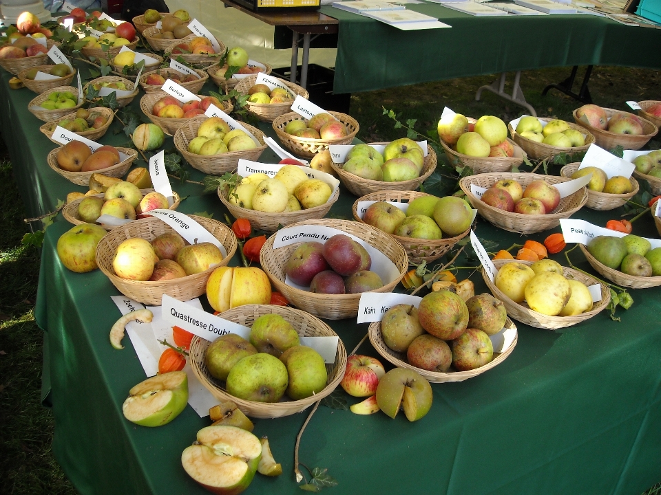 Frutta piatto pasto cibo