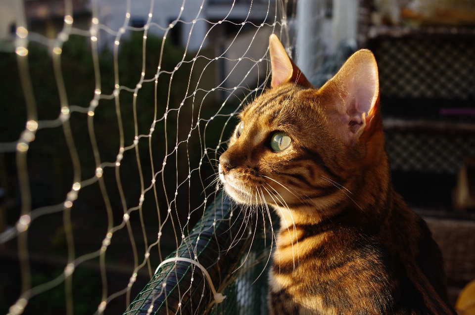 Cat mammal fauna close up