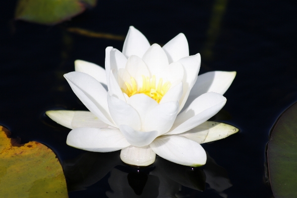 Water nature blossom plant Photo