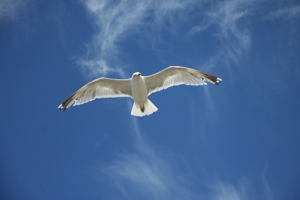 Bird wing sky seabird